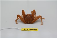 藏品(基氏盾牌蟹)的圖片